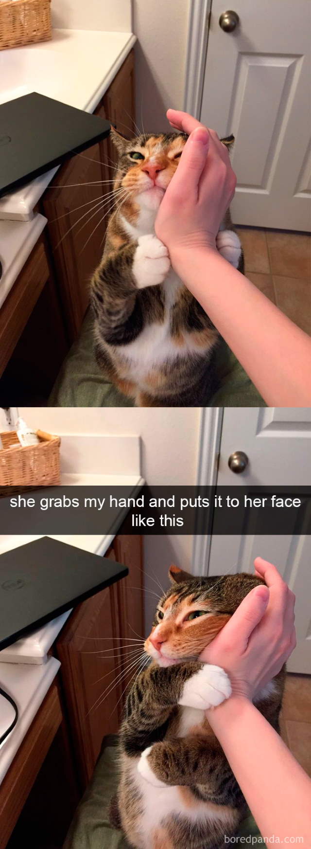 Cat-Snap Photos