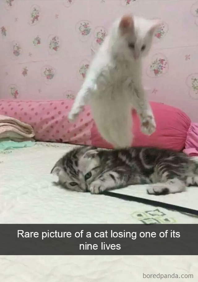 Cat-Snap Photos