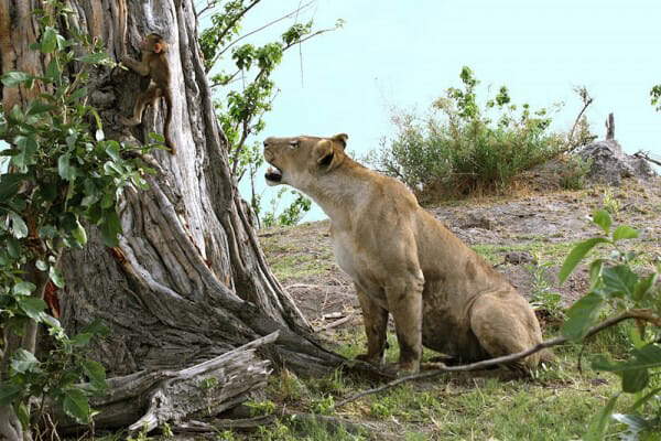 Shangrala's Lioness And Baboon