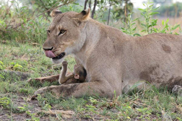 Shangrala's Lioness And Baboon
