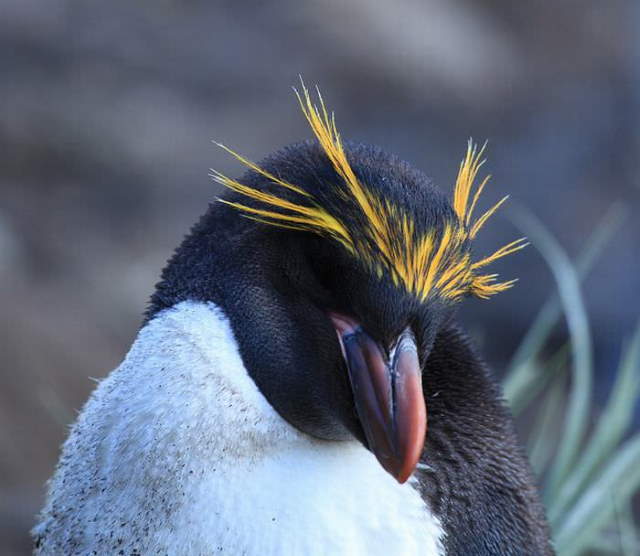 Shangrala's For Penguin Lovers