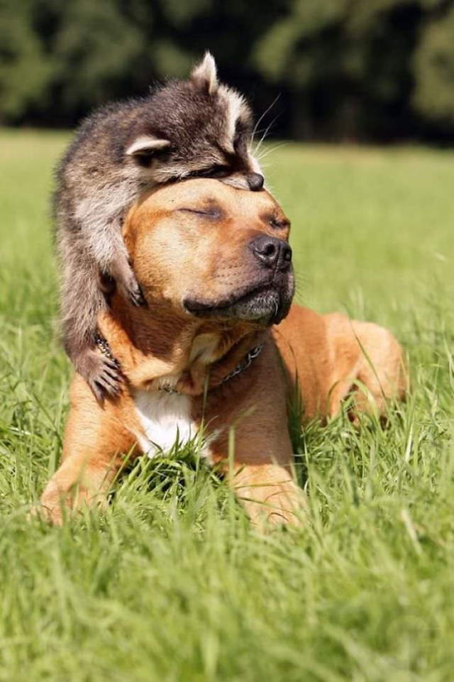 Shangrala's Cute Raccoons