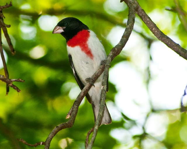 Shangrala's Lovely Song Birds