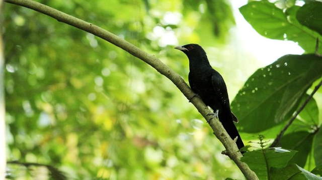 Shangrala's Lovely Song Birds