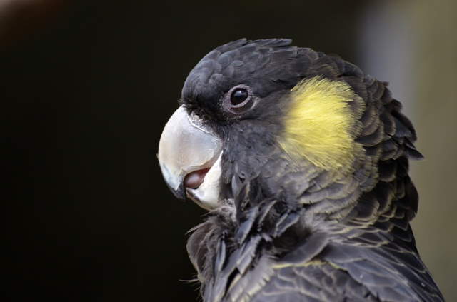 Shangrala's Lovely Song Birds