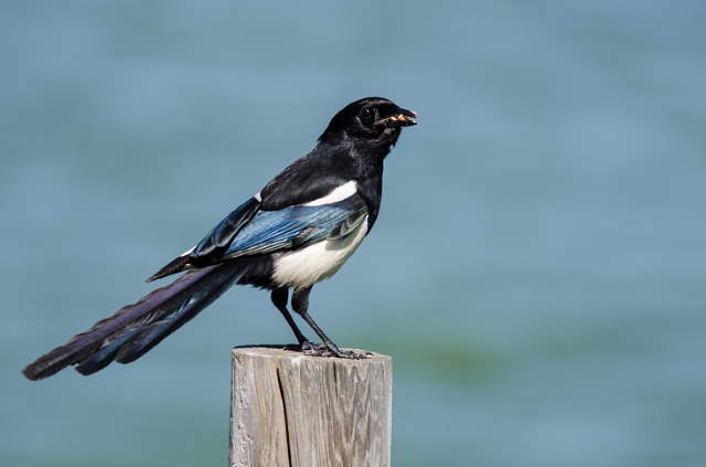 Shangrala's Lovely Song Birds