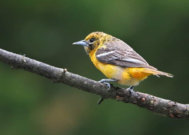 Shangrala's Lovely Song Birds