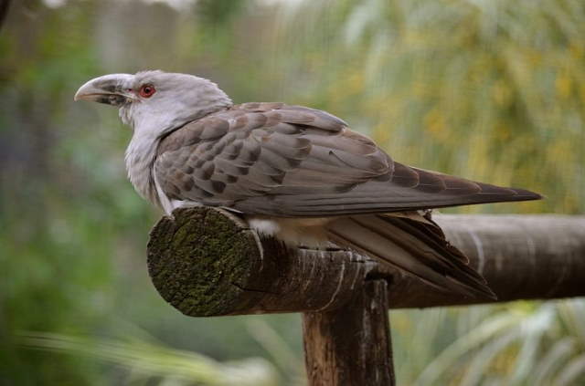 Shangrala's Lovely Song Birds