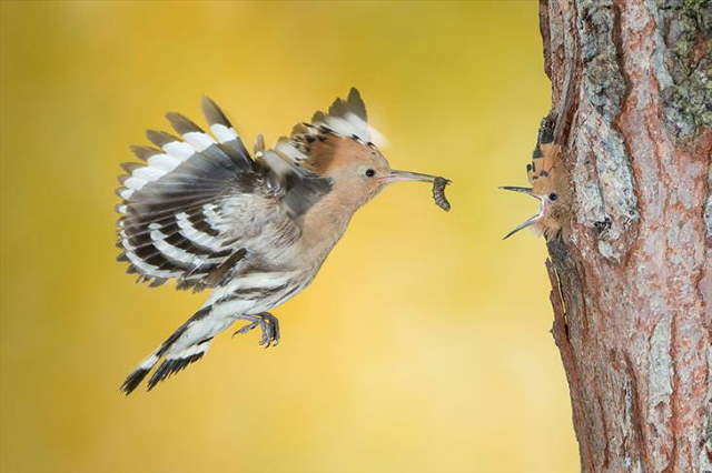 Shangrala's Siena Photo Awards