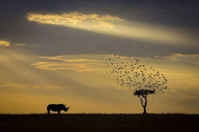 Shangrala's Siena Photo Awards