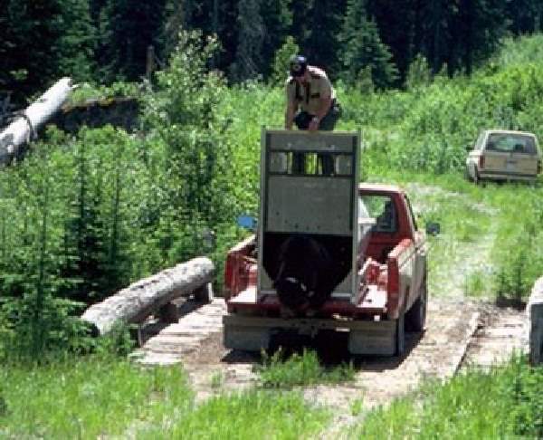 Shangrala's Wild Bear Release