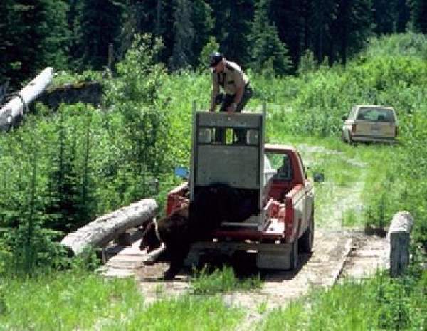 Shangrala's Wild Bear Release