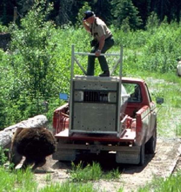 Shangrala's Wild Bear Release