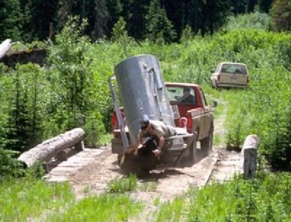 Shangrala's Wild Bear Release