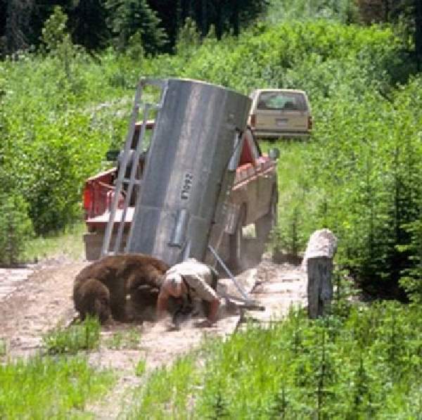 Shangrala's Wild Bear Release