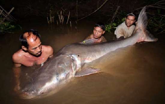 Shangrala's Giant Catfish