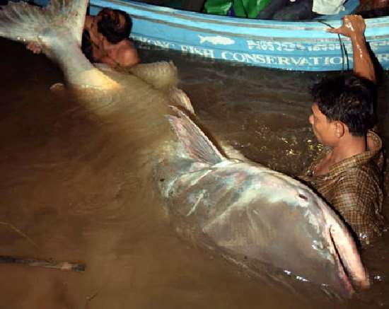 Shangrala's Giant Catfish