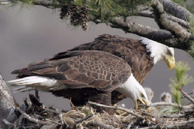 Shangrala's Story Of The Eagle