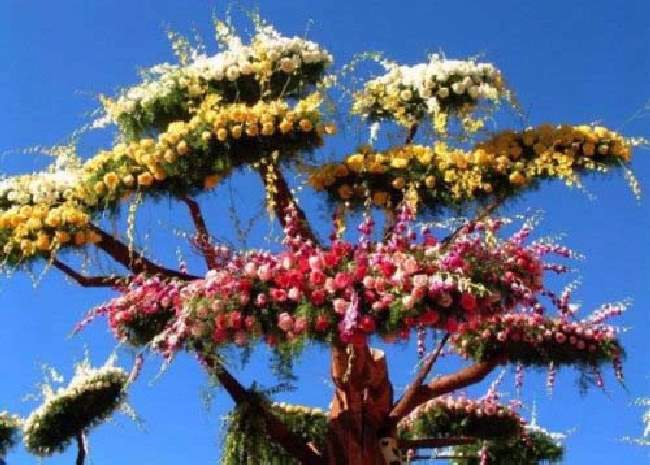 Shangrala's Flower Art