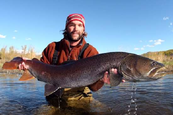 Shangrala's Giant Catfish