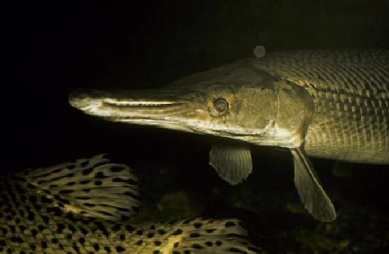 Shangrala's Giant Catfish