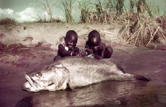 Shangrala's Giant Catfish