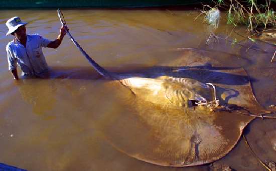 Shangrala's Giant Catfish