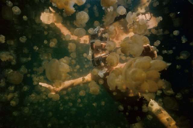 Shangrala's Deer Jellyfish Lake