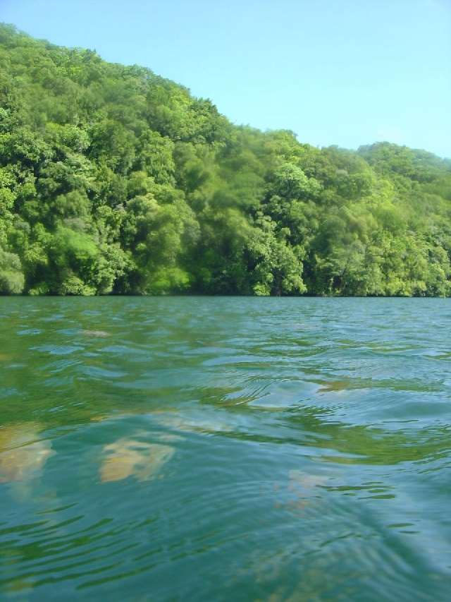 Shangrala's Deer Jellyfish Lake