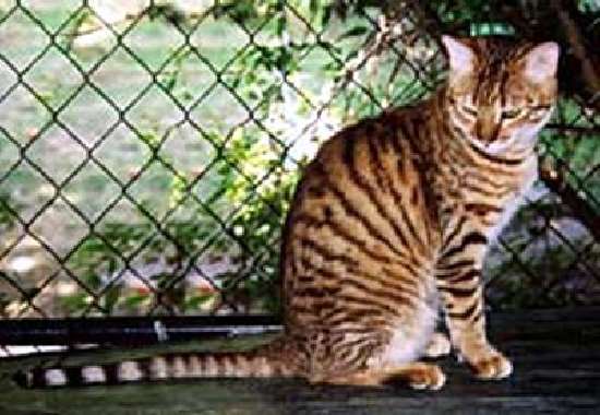 Shangrala's Toyger - Mini Tiger