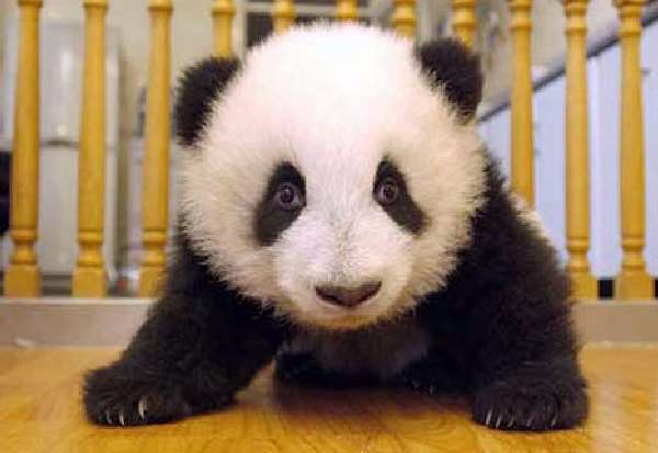 Shangrala's Panda Bear