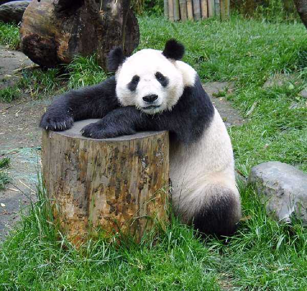 Shangrala's Panda Bear