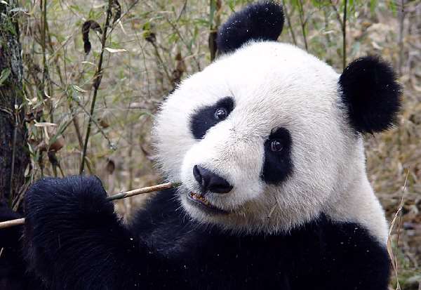 Shangrala's Panda Bear