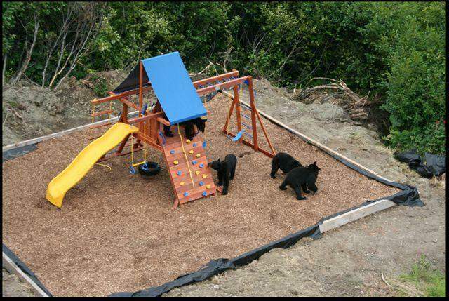 Shangrala's Bear Playground