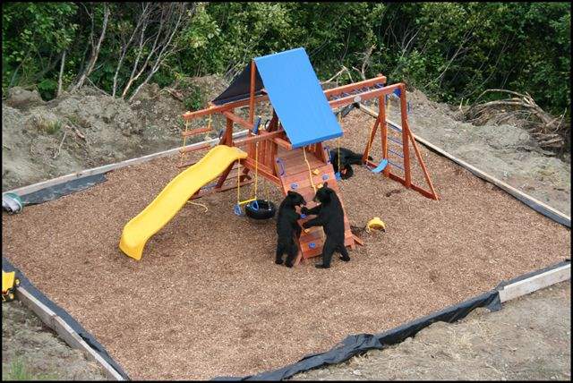 Shangrala's Bear Playground