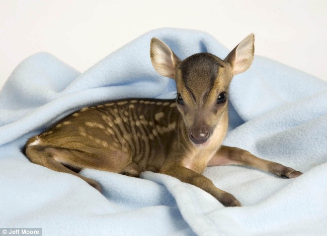 Shangrala's The Miracle Fawn