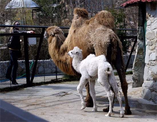 Shangrala's Amazing Albino Animals