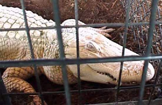 Shangrala's Amazing Albino Animals