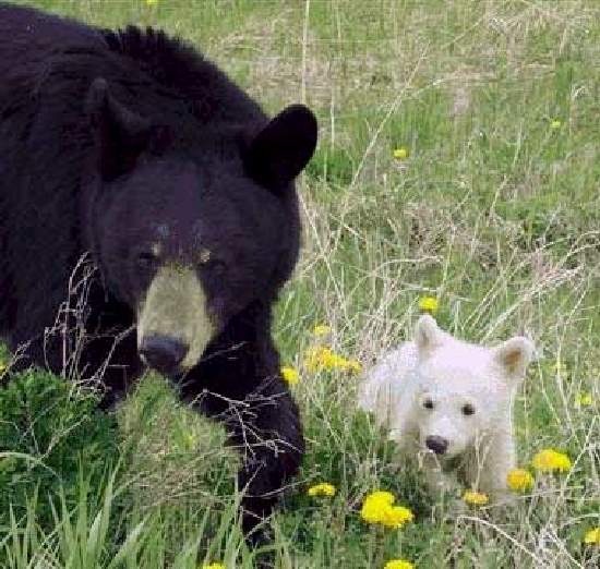 Shangrala's Amazing Albino Animals