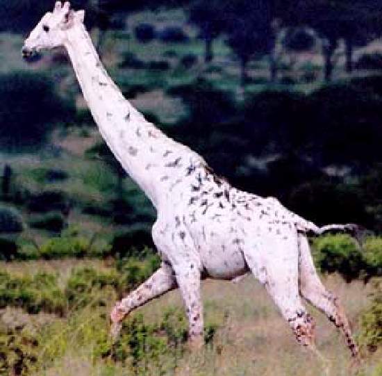 Shangrala's Amazing Albino Animals