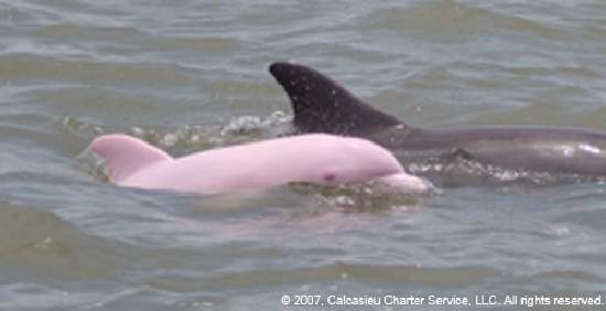 Shangrala's Amazing Albino Animals