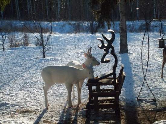 Shangrala's Amazing Albino Animals