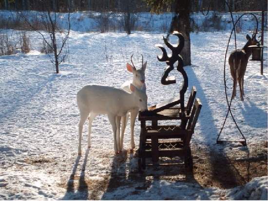 Shangrala's Amazing Albino Animals