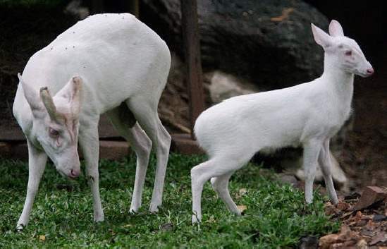 Shangrala's Amazing Albino Animals