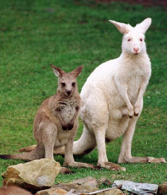 Shangrala's Amazing Albino Animals