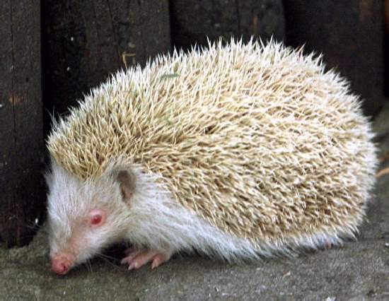 Shangrala's Amazing Albino Animals