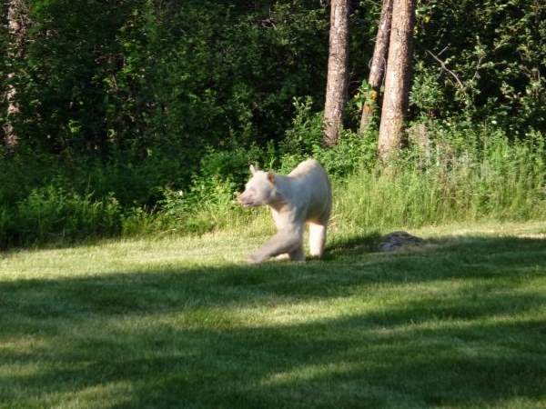 Shangrala's Albino Bear