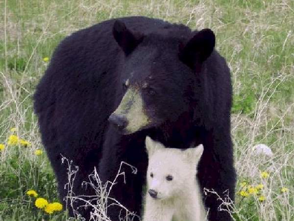 Shangrala's Albino Bear