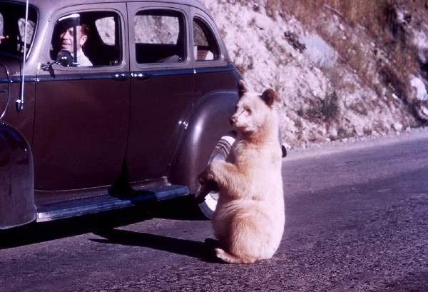 Shangrala's Albino Bear