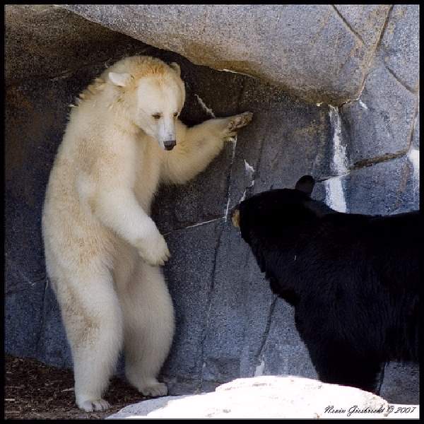 Shangrala's Albino Bear